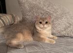 Blue - British Shorthair Cat For Sale - San Mateo&comma; CA&comma; US