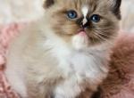 Seal mink mitted - Ragdoll Cat For Sale - Farmville&comma; VA&comma; US