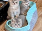 Litter A Blue Torties - British Shorthair Cat For Sale - Front Royal&comma; VA&comma; US