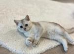 GORGEOUS KITTENS BRITISH SHORT HAIR - British Shorthair Cat For Sale - Richmond&comma; TX&comma; US