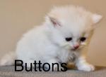Buttons - Minuet Cat For Sale - Capon Bridge&comma; WV&comma; US