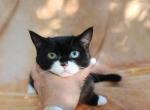 POOT Dominant Blue Odd Eyed English Muffin Female - Munchkin Cat For Sale - Winnemucca&comma; NV&comma; US