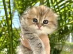 Scottish Fold girl - Scottish Fold Cat For Sale - Orlando&comma; FL&comma; US