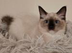 Navy Girl Ragdolls TICA - Ragdoll Cat For Sale - Murrieta&comma; CA&comma; US