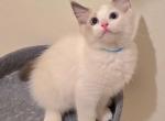 Blue Boy Ragdolls TICA - Ragdoll Cat For Sale - Murrieta&comma; CA&comma; US