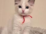 Red Girl Ragdolls TICA - Ragdoll Cat For Sale - Murrieta&comma; CA&comma; US