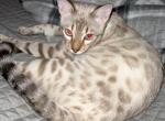 Princess Diana aka Wednesday - Bengal Cat For Sale - Oklahoma City&comma; OK&comma; US