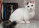 Passion - Munchkin Cat For Sale - Abington&comma; PA&comma; US