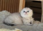 Vanesa - Munchkin Cat For Sale - Pembroke Pines&comma; FL&comma; US