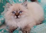 Sandy - Siberian Cat For Sale - MI&comma; US