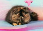 Adele - Persian Cat For Sale - Pembroke Pines&comma; FL&comma; US