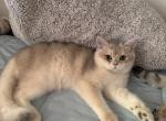 Teddy - British Shorthair Cat For Sale - San Mateo&comma; CA&comma; US