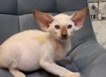 Zaki - Siamese Cat For Sale - Miami&comma; FL&comma; US
