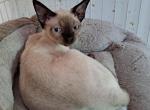 Jason - Devon Rex Cat For Sale - Stanford&comma; MT&comma; US
