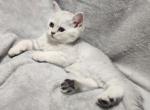 Nemo - British Shorthair Kitten For Sale - Las Vegas&comma; NV&comma; US