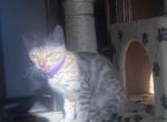 Liberty - Bengal Cat For Sale - Oklahoma City&comma; OK&comma; US