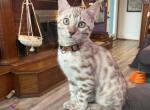 Draco aka Justice - Bengal Cat For Sale - Oklahoma City&comma; OK&comma; US