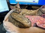 Justice aka America - Bengal Cat For Sale - Oklahoma City&comma; OK&comma; US