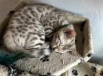 Wally aka North - Bengal Cat For Sale - Oklahoma City&comma; OK&comma; US