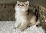 Brownie - British Shorthair Cat For Sale - Seattle&comma; WA&comma; US