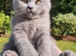 Lola's babies - Scottish Fold Cat For Sale - Snohomish&comma; WA&comma; US