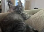 Smoke Grey girl - Maine Coon Cat For Sale - Chapel Hill&comma; NC&comma; US