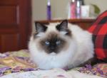 Tessa - Domestic Cat For Sale - Tower City&comma; PA&comma; US