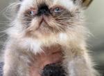 Seal point boy - Persian Cat For Sale - Clay&comma; PA&comma; US
