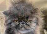 Solid blue boy - Persian Cat For Sale - Clay&comma; PA&comma; US