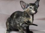 Olivia 1 - Oriental Cat For Sale - Pembroke Pines&comma; FL&comma; US