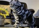Charlie - British Shorthair Cat For Sale - Battle Ground&comma; WA&comma; US