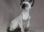 Ocean - Siamese Cat For Sale - Miami&comma; FL&comma; US