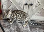 KC girl 2 - Bengal Cat For Sale - Macon&comma; MO&comma; US