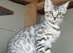 Silver Boy Black Friday Special - Bengal Cat For Sale - Macon&comma; MO&comma; US