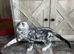 Calendar boy Sam - Bengal Cat For Sale - Macon&comma; MO&comma; US