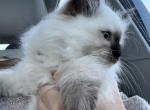 Dennis - Ragdoll Cat For Sale - Duncansville&comma; PA&comma; US