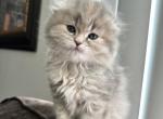 Grey Scotch fold girl - Scottish Fold Kitten For Sale - Orlando&comma; FL&comma; US