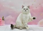 Daniela - Scottish Straight Cat For Sale - Chicago&comma; IL&comma; US