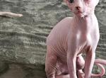 Bboy - Sphynx Cat For Sale - Thurmont&comma; MD&comma; US