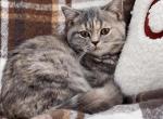 Blue torbie Scottish Straight girl - Scottish Straight Cat For Sale - Spokane&comma; WA&comma; US