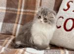 Blue bicolor Highland Fold boy - Scottish Fold Cat For Sale - Spokane&comma; WA&comma; US