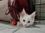 Litter Juliet - Exotic Cat For Sale - NY&comma; US