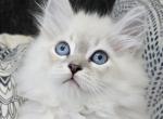 Diamond - Siberian Cat For Sale - Arnold&comma; MO&comma; US