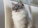 Percy - Ragdoll Cat For Sale - Monroe&comma; NC&comma; US