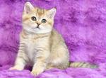 Rumma - Scottish Straight Cat For Sale - Chicago&comma; IL&comma; US