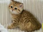 Rumina - Scottish Straight Cat For Sale - Chicago&comma; IL&comma; US
