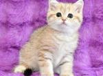 Rumina - Scottish Straight Cat For Sale - Chicago&comma; IL&comma; US