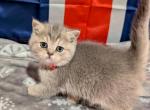 Ashley - British Shorthair Cat For Sale - Front Royal&comma; VA&comma; US
