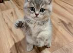 Amber - British Shorthair Cat For Sale - Front Royal&comma; VA&comma; US