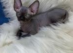 Rosy - Sphynx Cat For Sale - Brooklyn&comma; NY&comma; US
